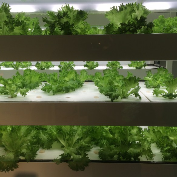 Indoor salad garden, Itoya department store, Ginza, Japan (Photo © Rory Manchee, all rights reserved)